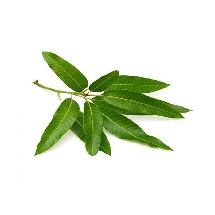 Mango Leaves Pack